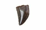 Small Theropod (Raptor) Tooth - Judith River Formation #72545-1